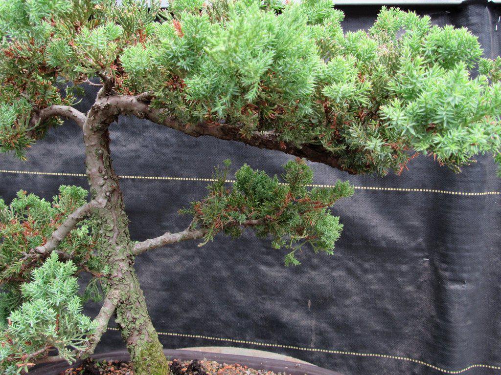 25 Year Old Classic Juniper Specimen Bonsai Tree