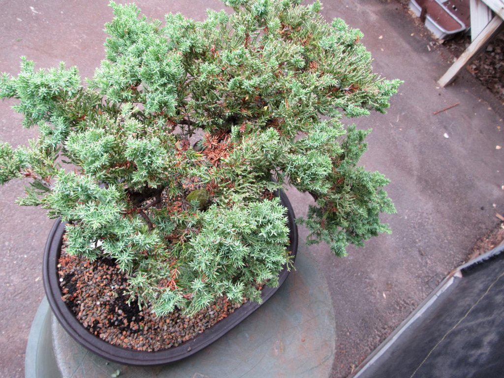 25 Year Old Classic Juniper Specimen Bonsai Tree