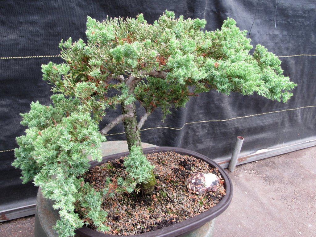 25 Year Old Classic Juniper Specimen Bonsai Tree