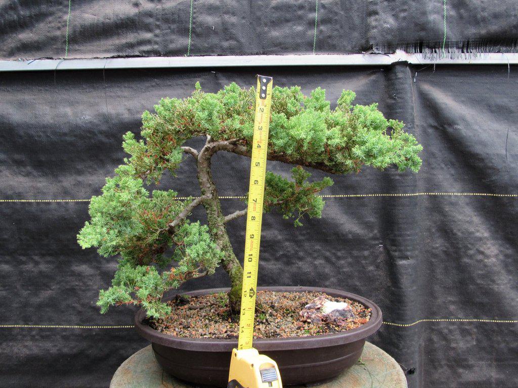 25 Year Old Classic Juniper Specimen Bonsai Tree