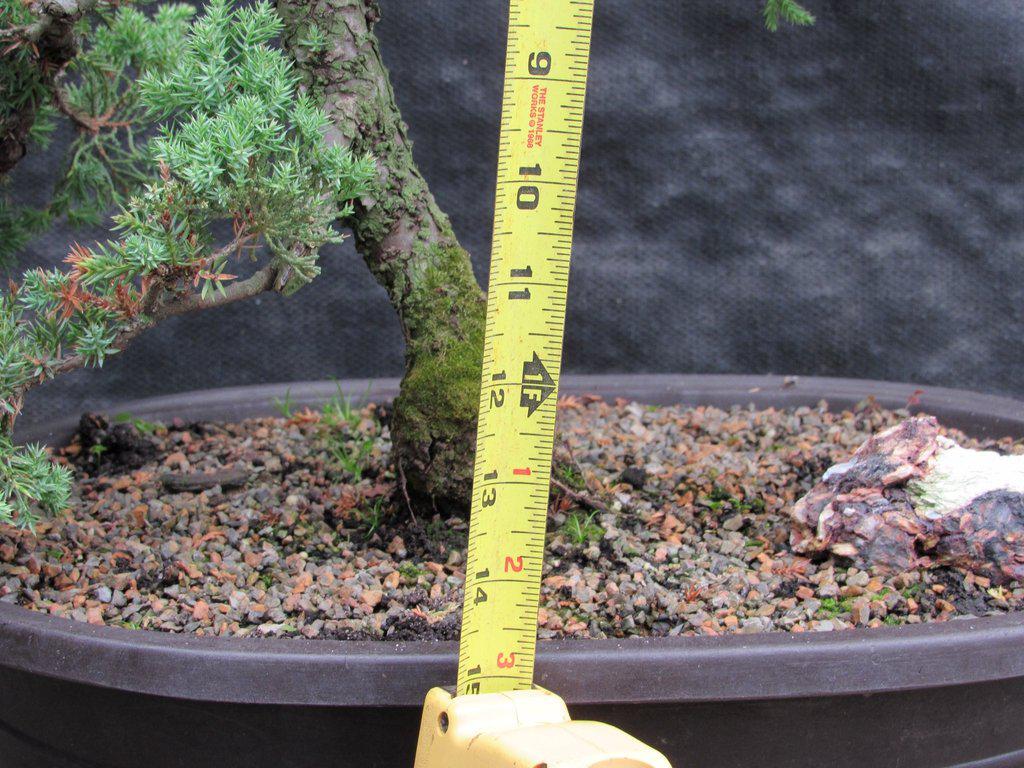 25 Year Old Classic Juniper Specimen Bonsai Tree