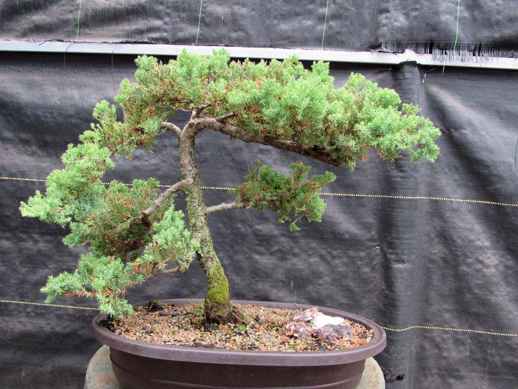 25 Year Old Classic Juniper Specimen Bonsai Tree