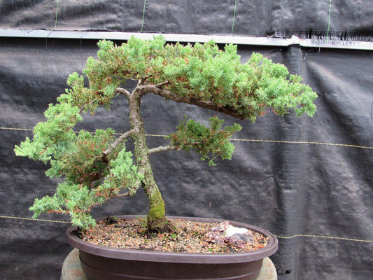 25 Year Old Classic Juniper Specimen Bonsai Tree