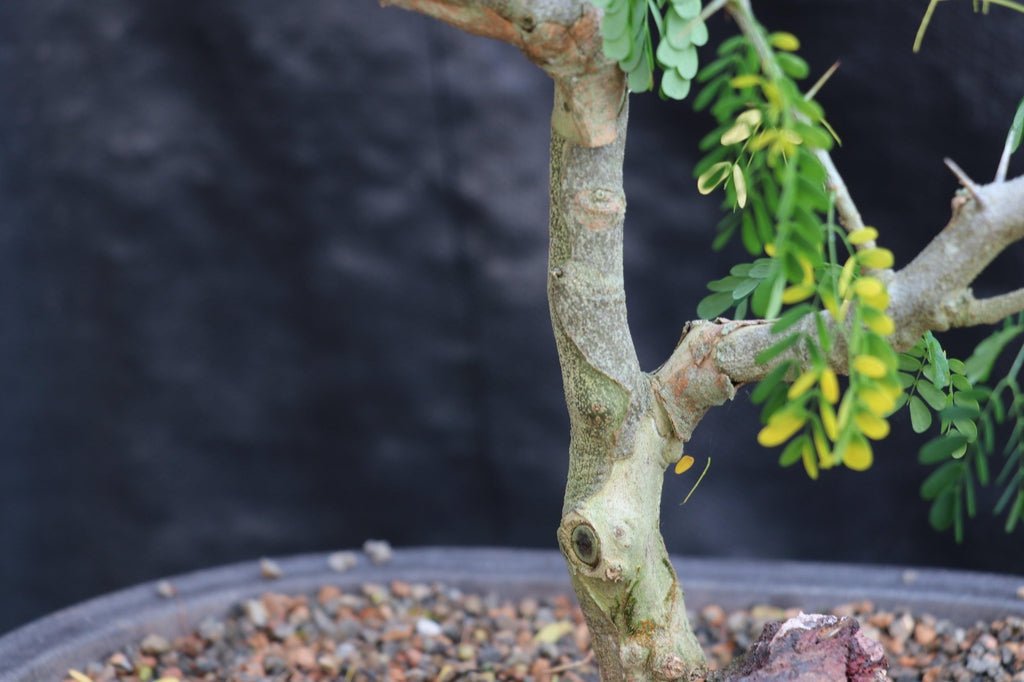 25 Year Old Flowering Brazilian Raintree Specimen Bonsai Tree