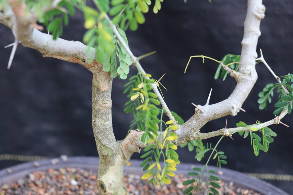 25 Year Old Flowering Brazilian Raintree Specimen Bonsai Tree