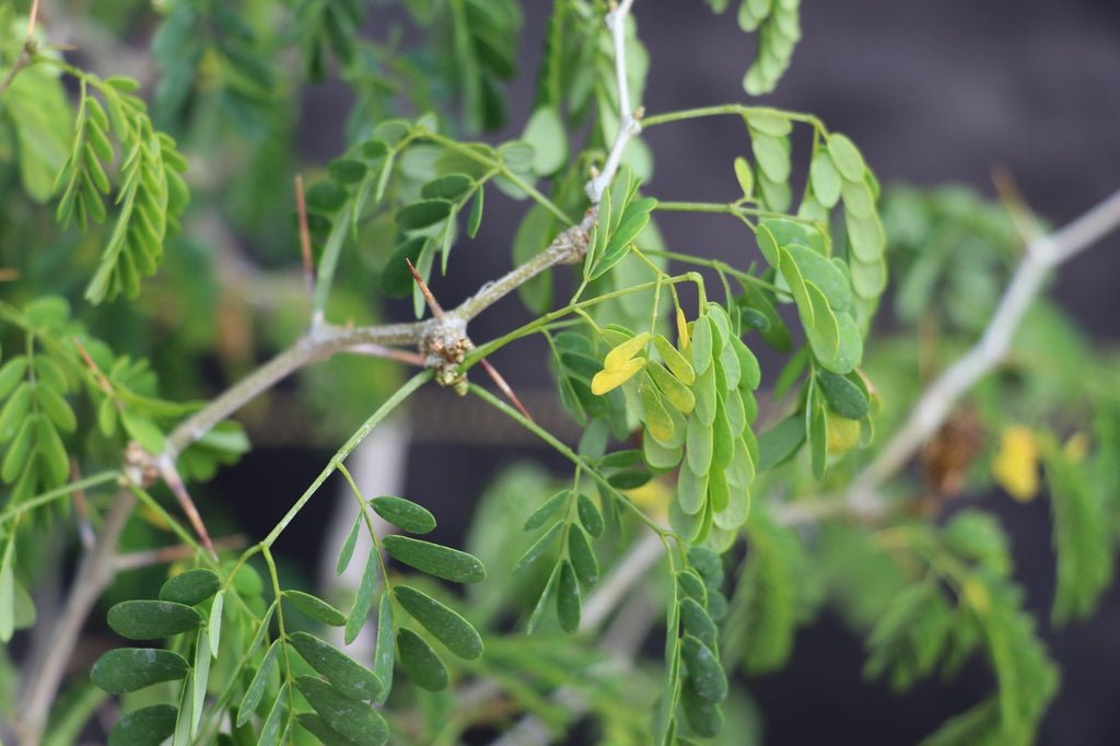 25 Year Old Flowering Brazilian Raintree Specimen Bonsai Tree