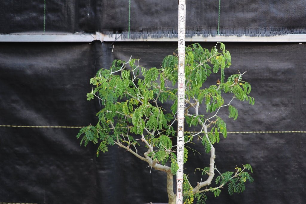 25 Year Old Flowering Brazilian Raintree Specimen Bonsai Tree