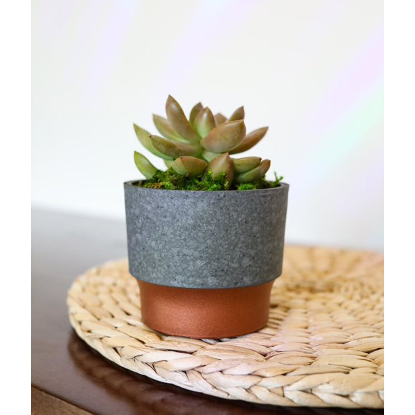 The HC Companies 3in Sprite Succulent Planter Pot, Faux Concrete Copper (2 Pack)