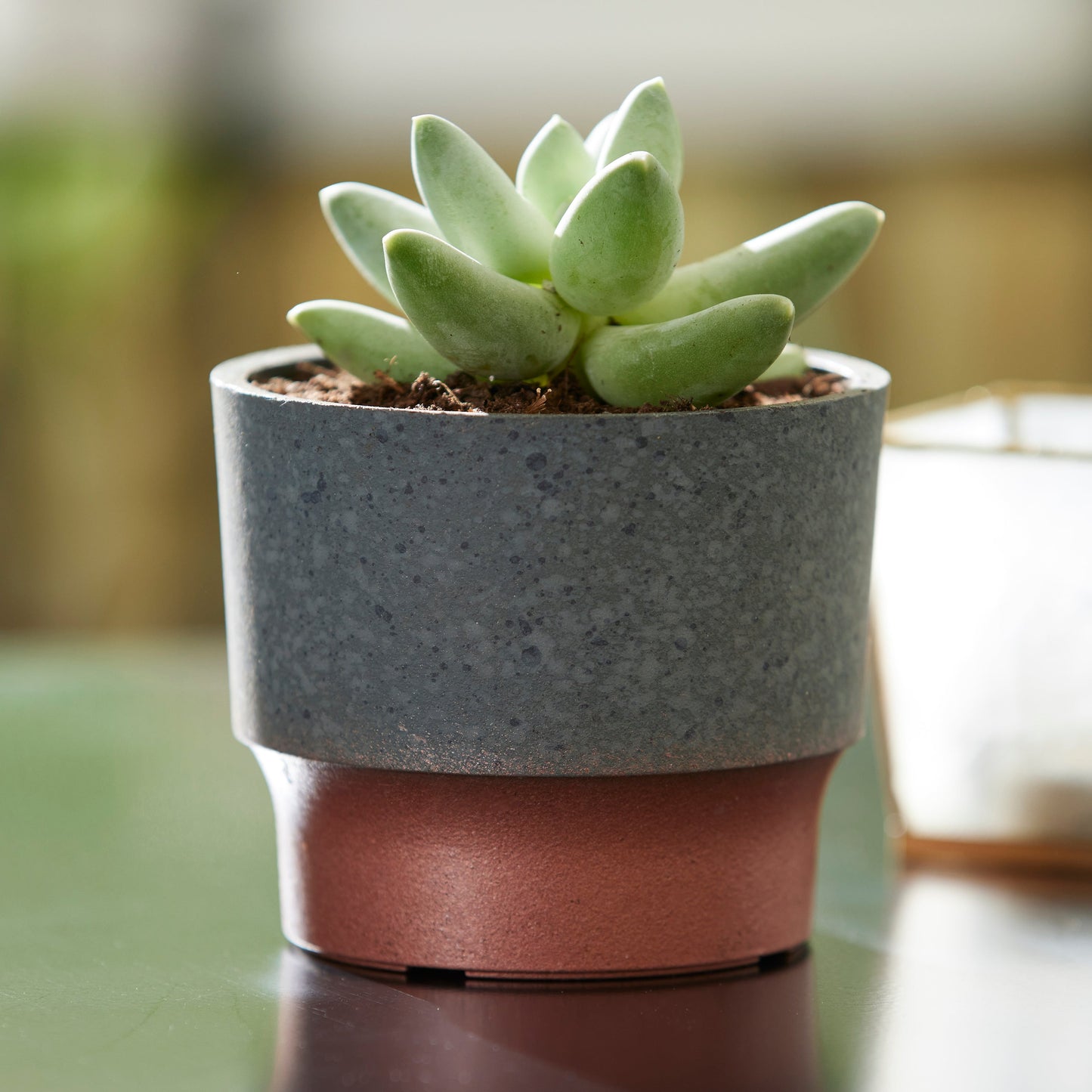 The HC Companies 3in Sprite Succulent Planter Pot, Faux Concrete Copper (2 Pack)