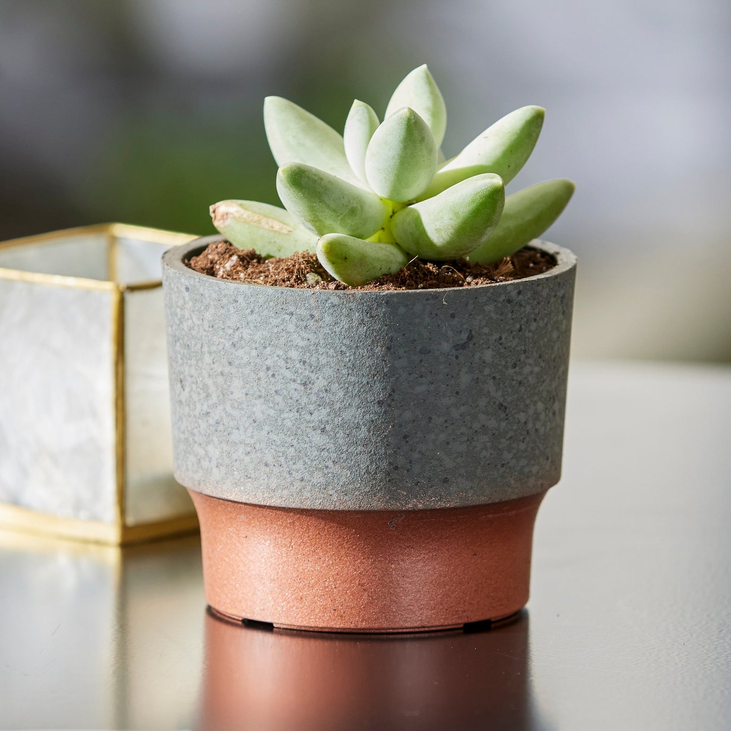 The HC Companies 3in Sprite Succulent Planter Pot, Faux Concrete Copper (2 Pack)