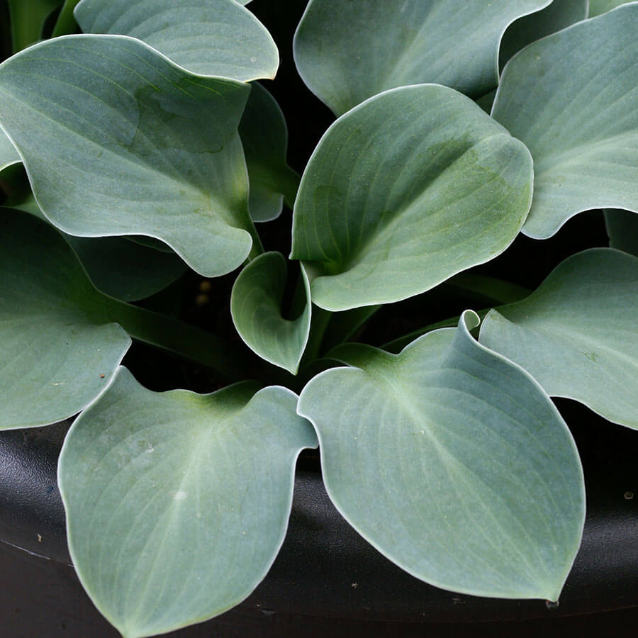 Hosta 'Blue Mouse Ears'