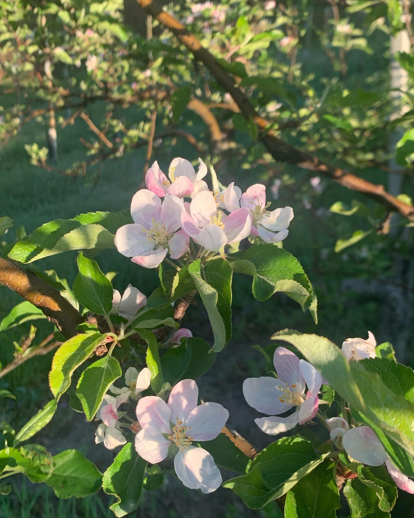 Apple Tree 'Gala'