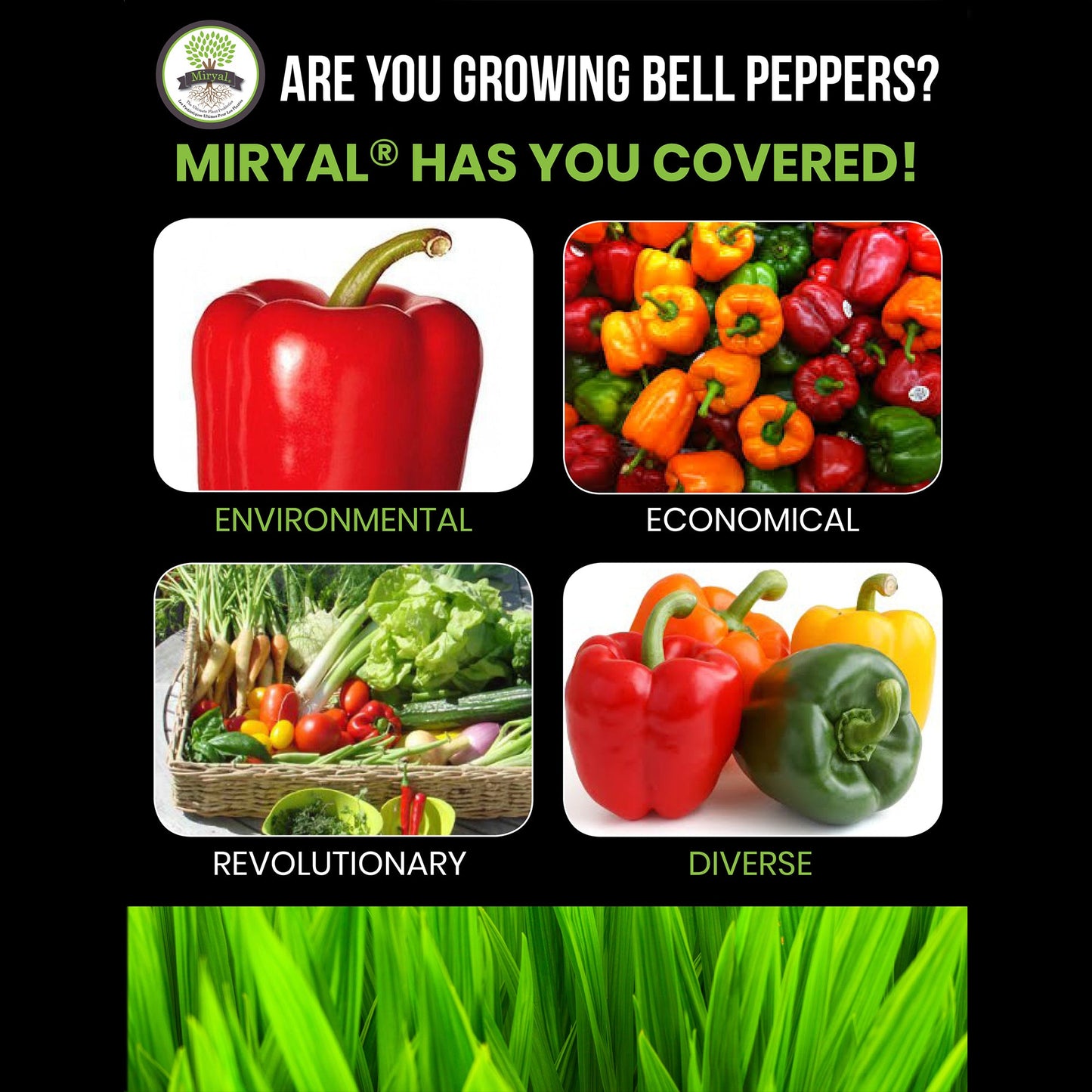 Algreen Miryal All In 1 Mycorrhizae Inoculant Plant Probiotic Soil Amendment