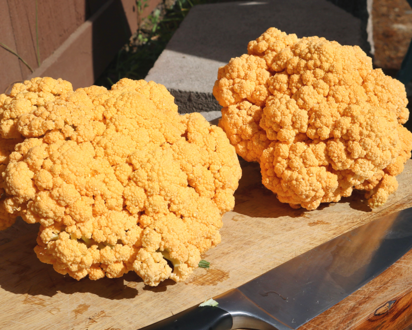 Cheddar Hybrid Cauliflower Seeds