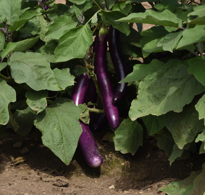 Asian Delight Hybrid Eggplant Seeds