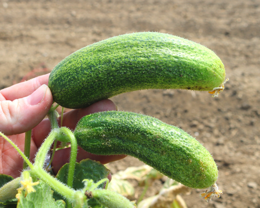 Corentine Pickling Hybrid Cucumber Seeds