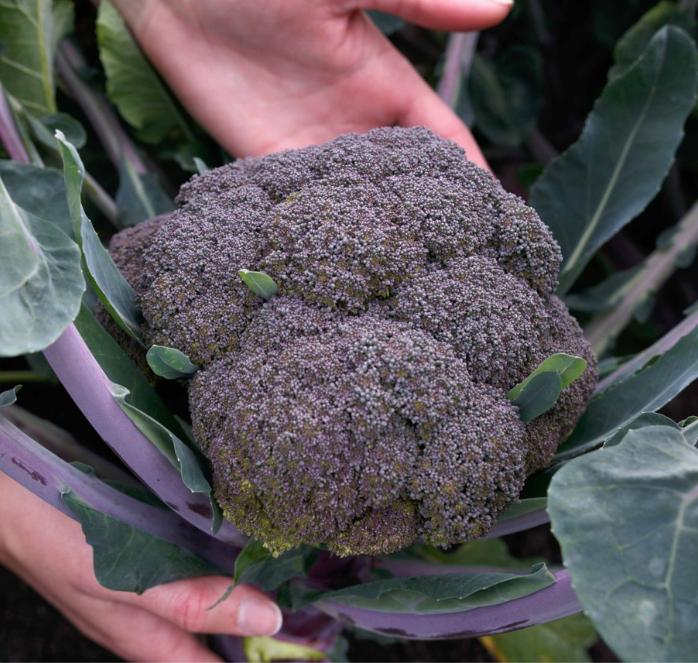 Purple Magic Hybrid Broccoli Seeds