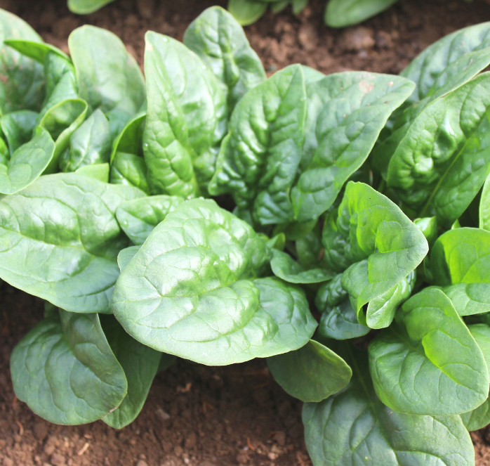 Green Beret Hybrid Spinach Seeds