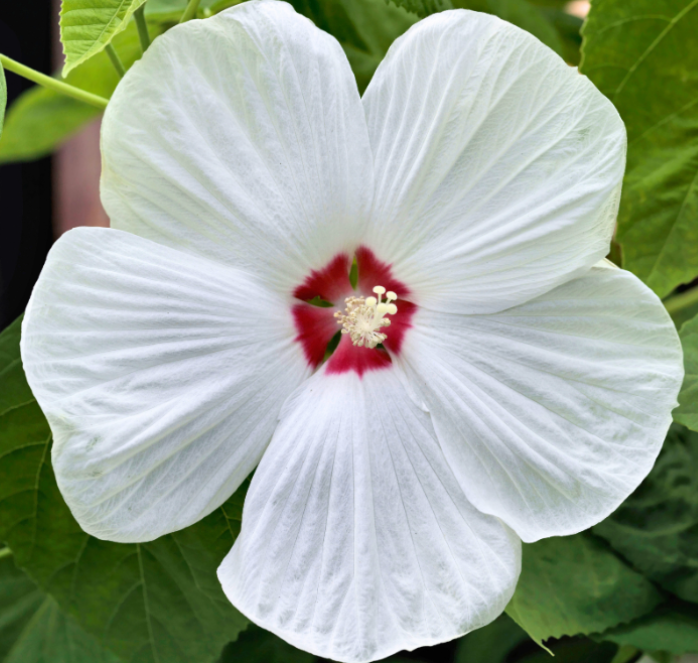 Disco Belle Hybrid Mix Hibiscus Seeds