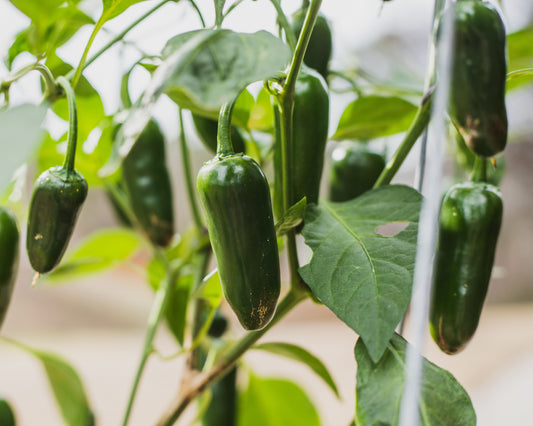 Goliath Jalapeno Hybrid Pepper Seeds