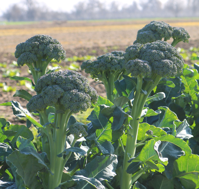 Artwork Baby Hybrid Broccoli Seeds