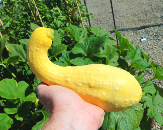 Dixie Yellow Crookneck Hybrid Summer Squash Seeds