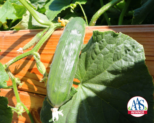 Salad Bush Hybrid Cucumber Seeds