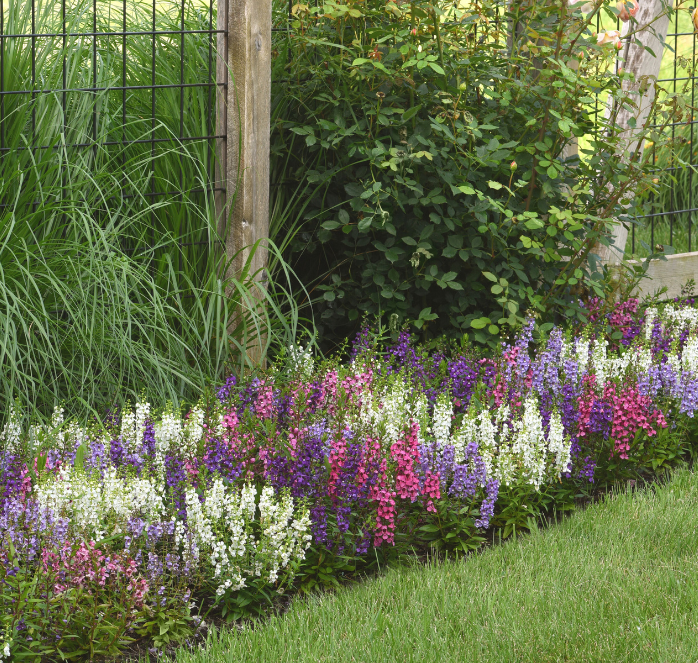 Serena Hybrid Mix Angelonia Seeds