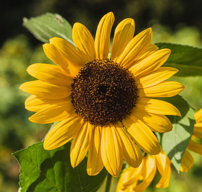 Autumn Beauty Sunflower Seeds