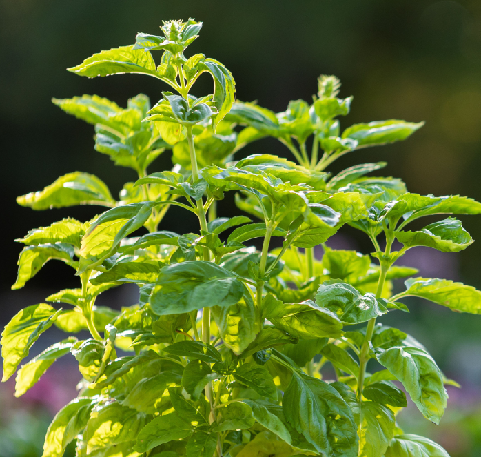 Basil Seeds, Genovese or Sweet Basil