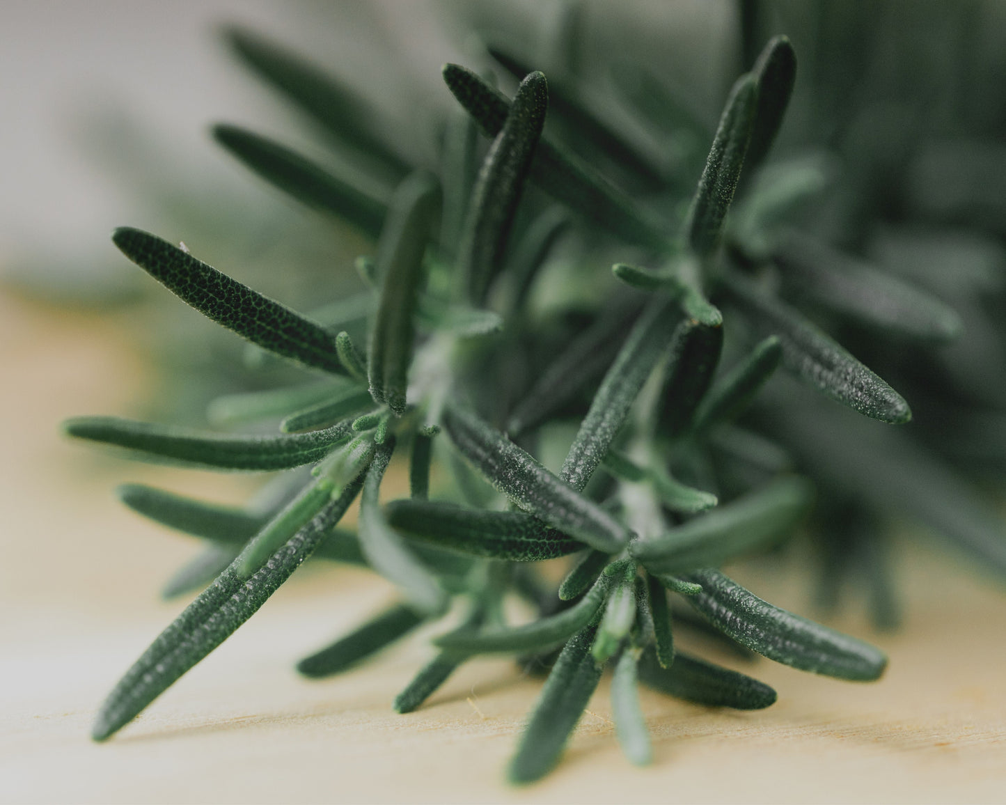 Rosemary Seeds