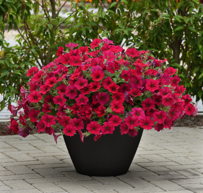 Carmine Velour Wave® Spreading Petunia