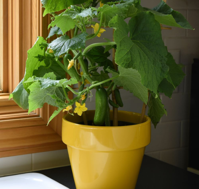 Quick Snack Hybrid Cucumber Seeds