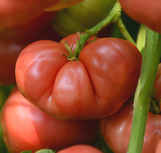 Big Brandy Hybrid Tomato Seeds