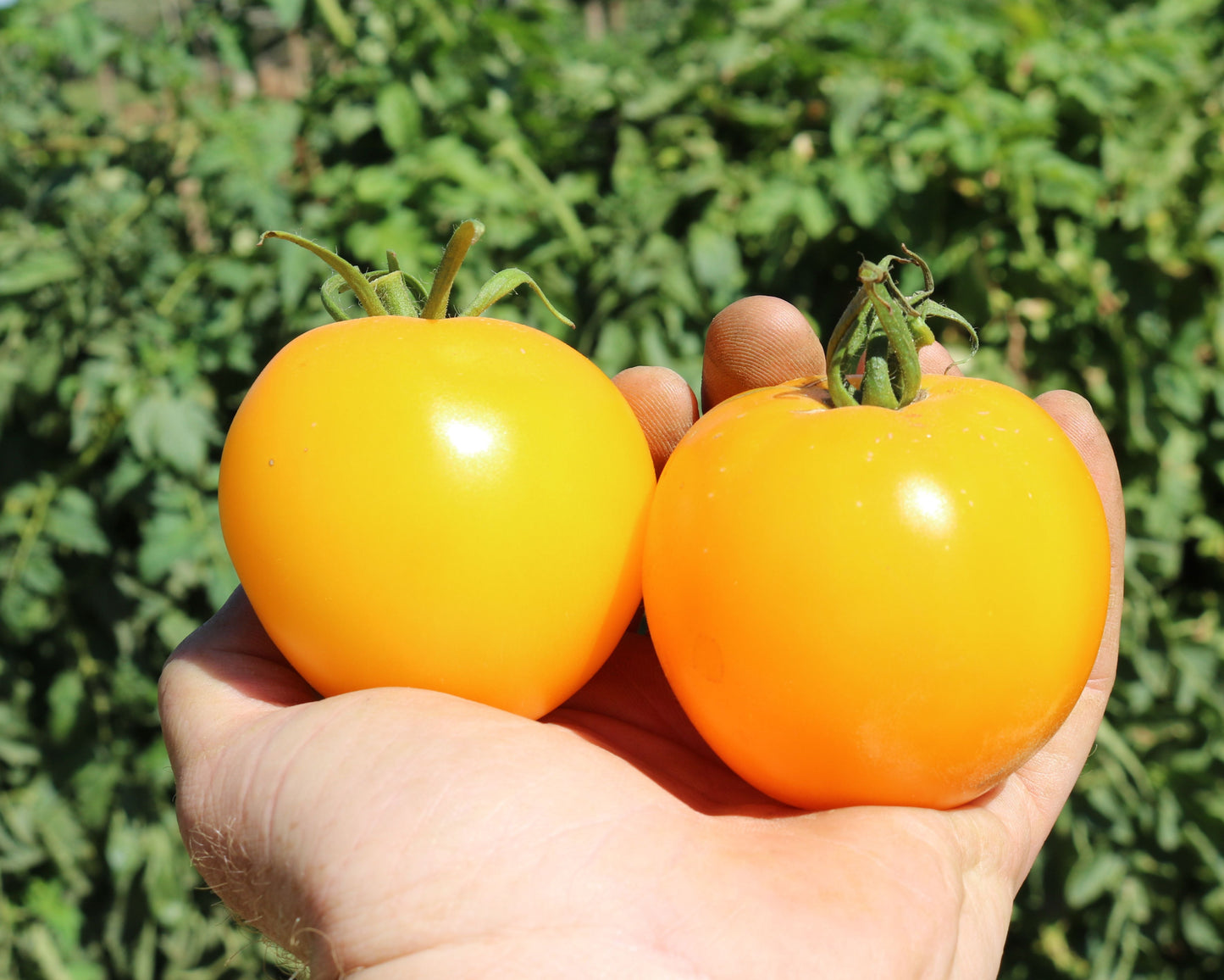 Lemon Boy Plus Hybrid Tomato Seeds