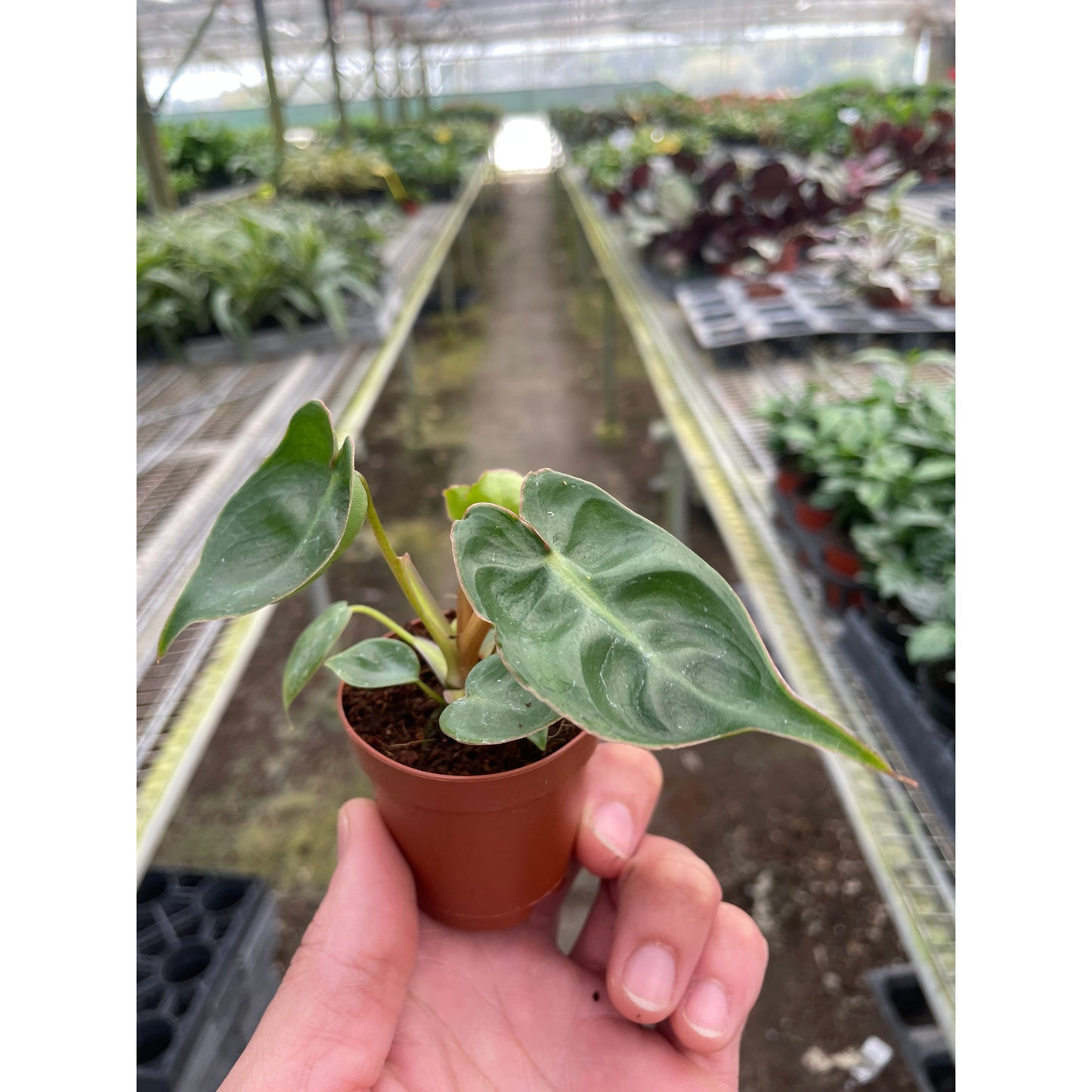 Philodendron 'Billietiae'