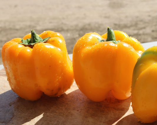 Early Sunsation Hybrid Bell Pepper Seeds