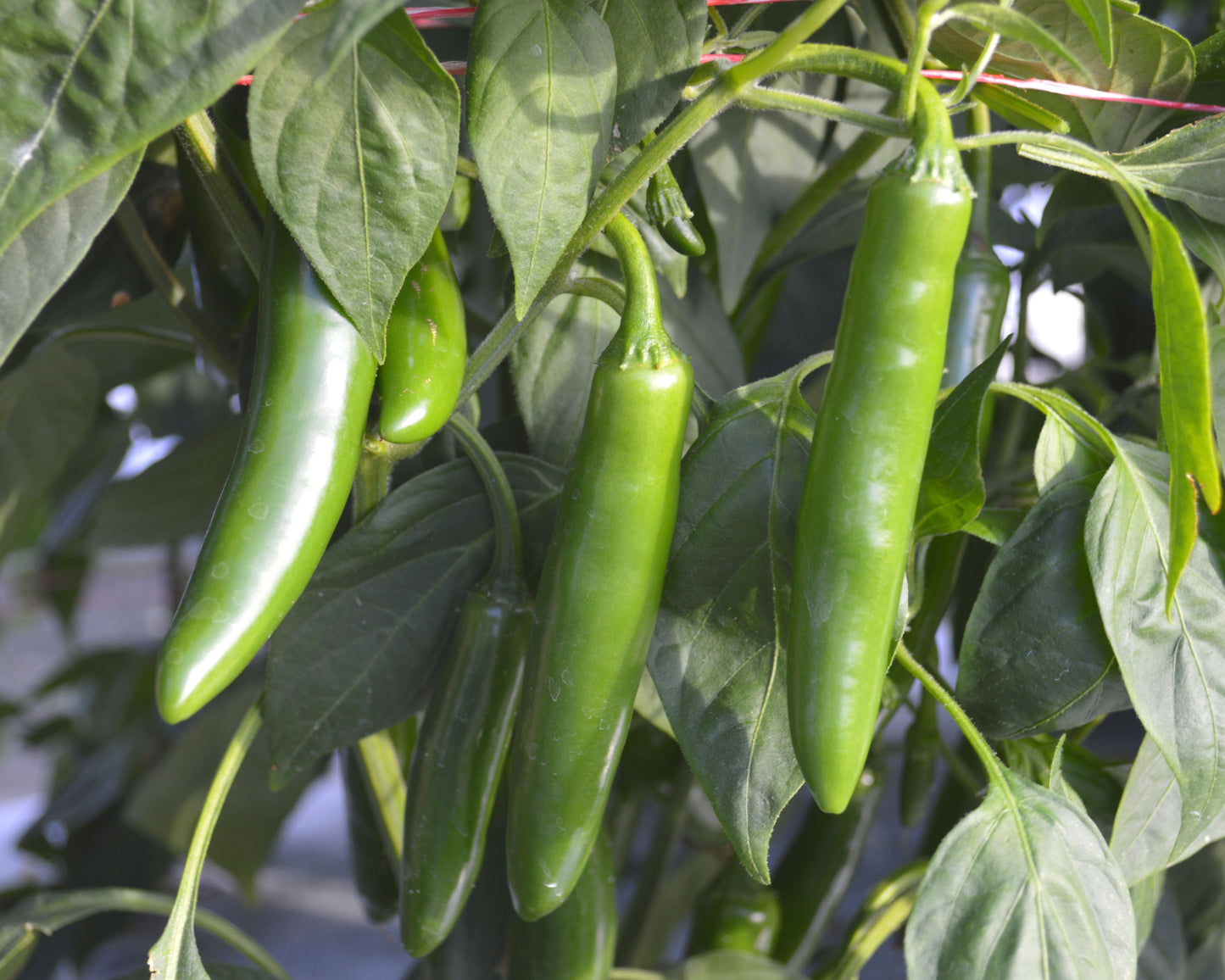 Flaming Jade Hybrid Pepper