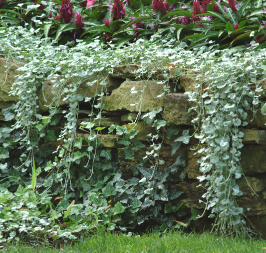 Silver Falls Dichondra Seeds