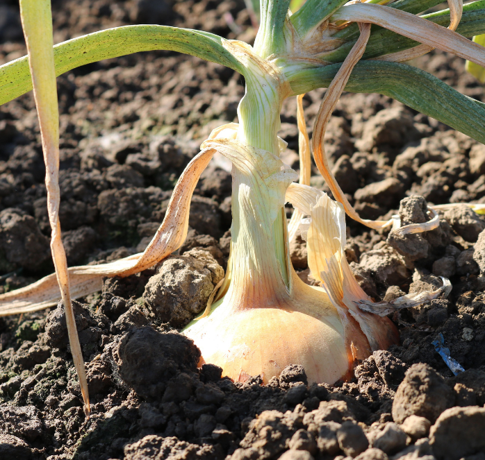 Candy Hybrid Onion Seeds