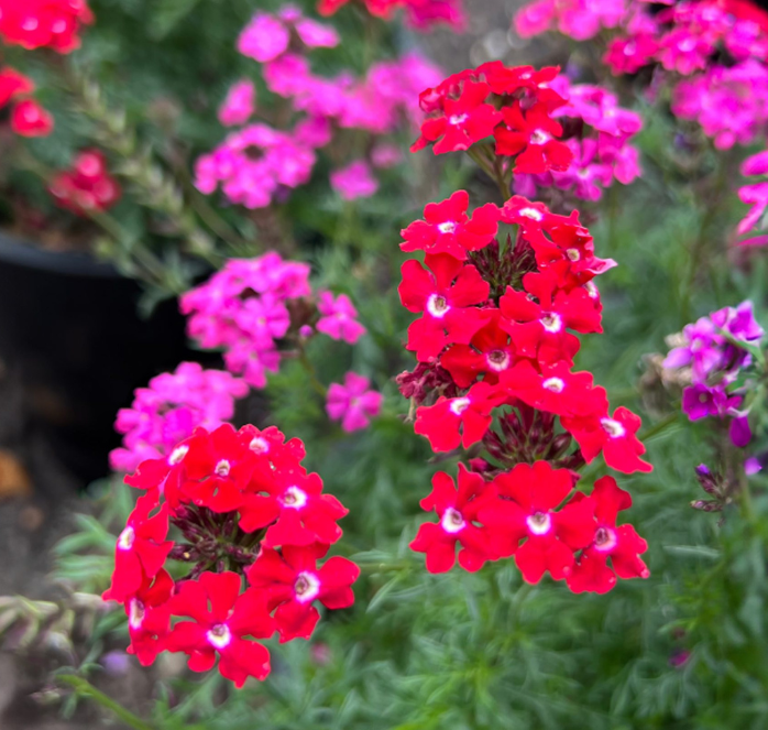 Sweetheart Kisses Verbena Seeds