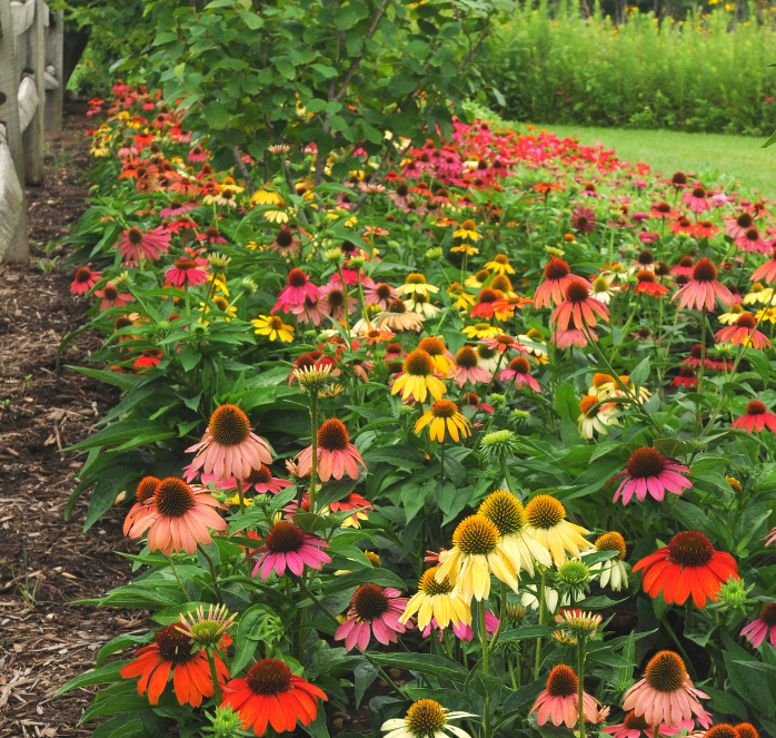 Cheyenne Spirit Echinacea Seeds