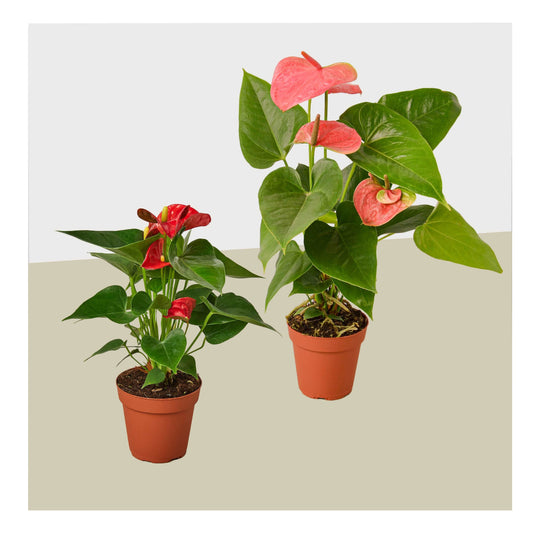 2 Anthurium Variety Pack- All Different Colors - 4" Pots House Plant Shop