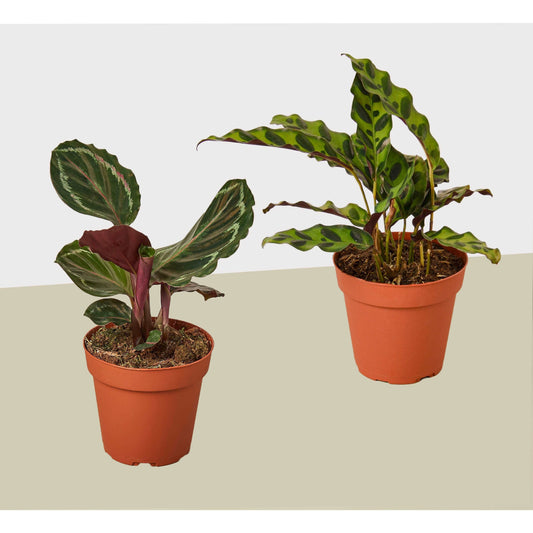 2 Calathea Plant Variety Pack - 4" Pots - Live Houseplant House Plant Shop