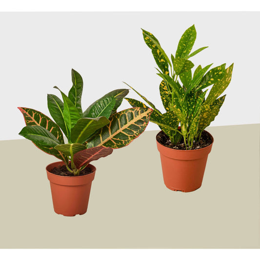2 Croton Variety Pack / 4" Pot / Live Plant / House Plant House Plant Shop