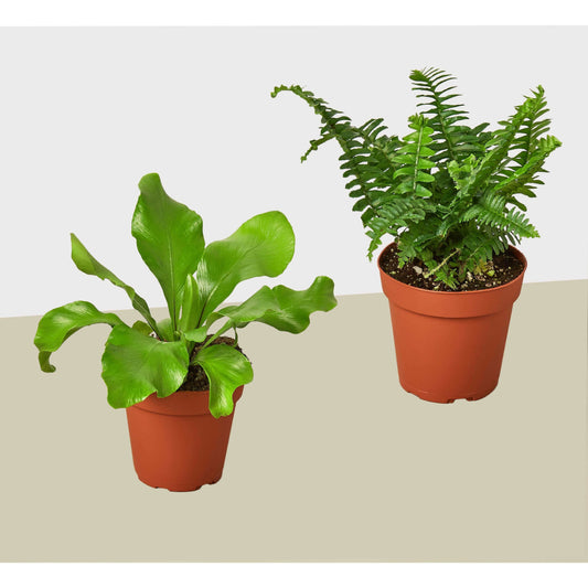 2 Fern Variety Pack - Live Plants - FREE Care Guide - 4" Pot - House Plant House Plant Shop