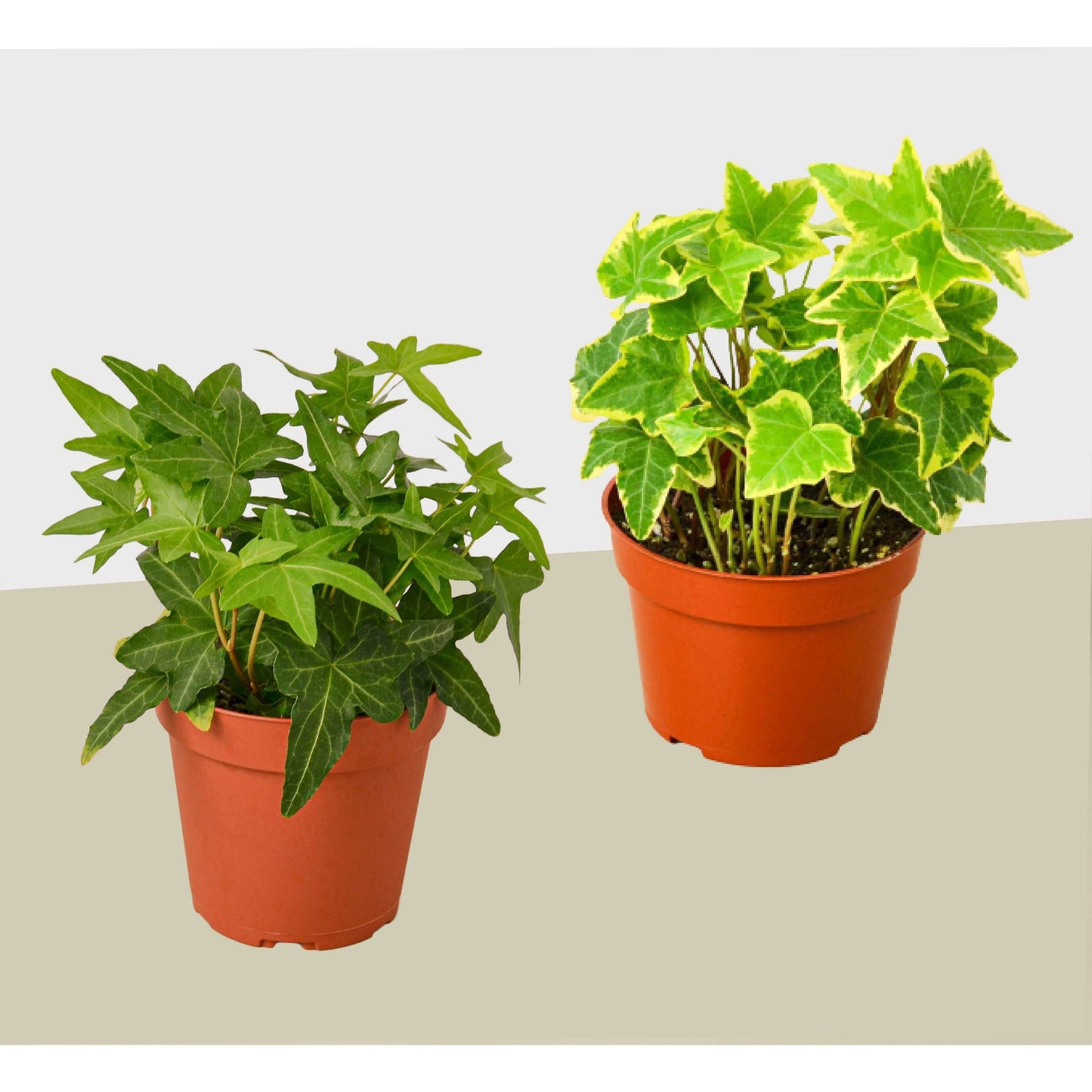 2 English Ivy Variety Pack - Live House Plant - FREE Care Guide - 4" Pot House Plant Shop