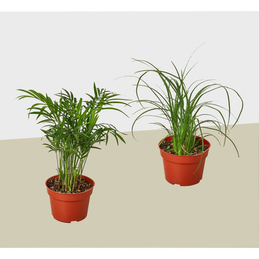 2 Palm Variety Pack / 4" Pots / Live Plant / House Plant House Plant Shop