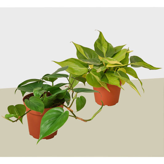 2 Philodendron Variety Pack - 4" Pot House Plant Shop