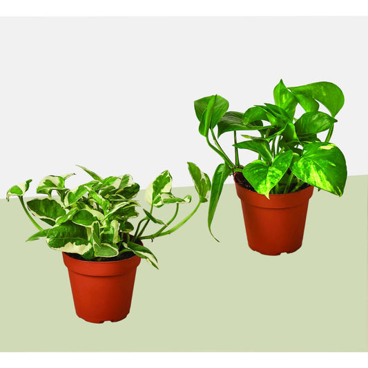 2 Pothos Variety Pack / 4" Pot / Live Plant / Home and Garden Plants House Plant Shop